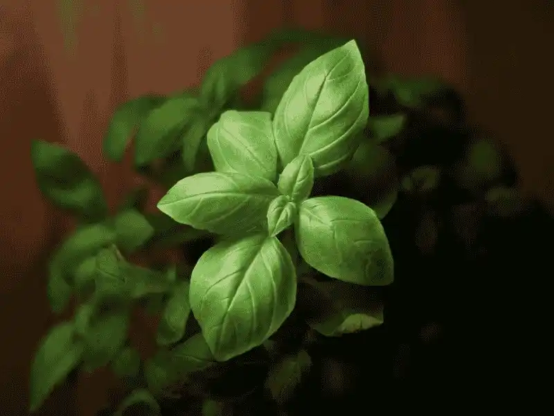 Italian Basil