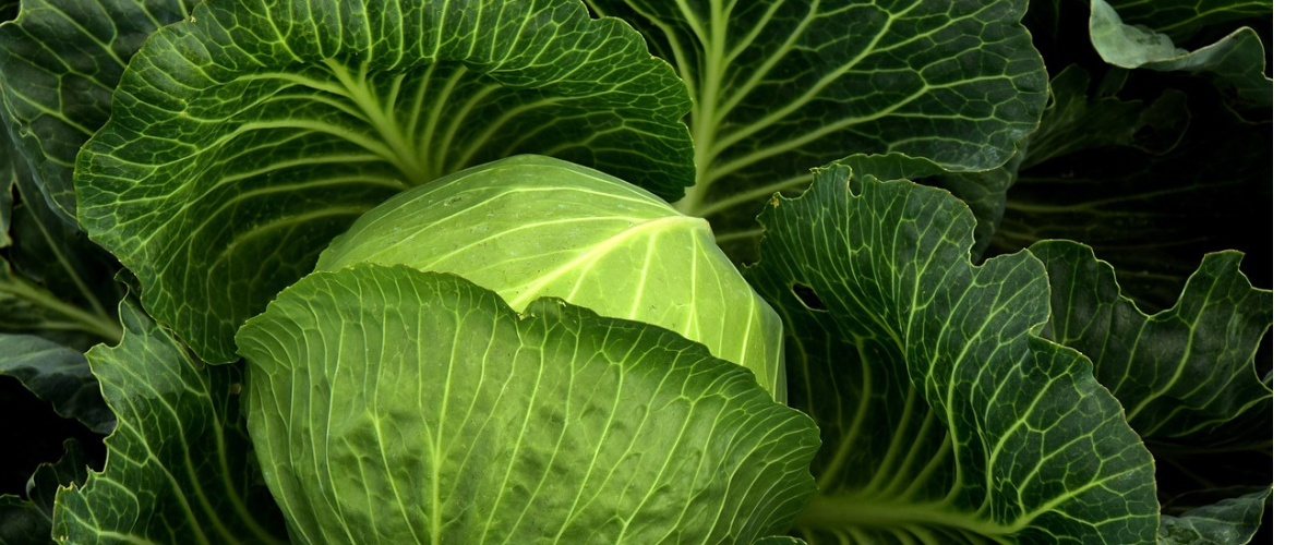 cabbage